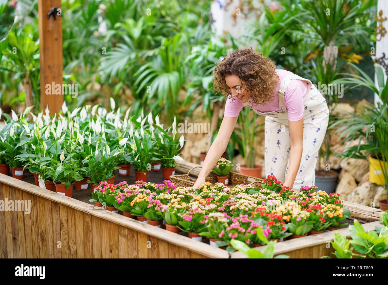 Plants nursery hires stock photography and images Alamy