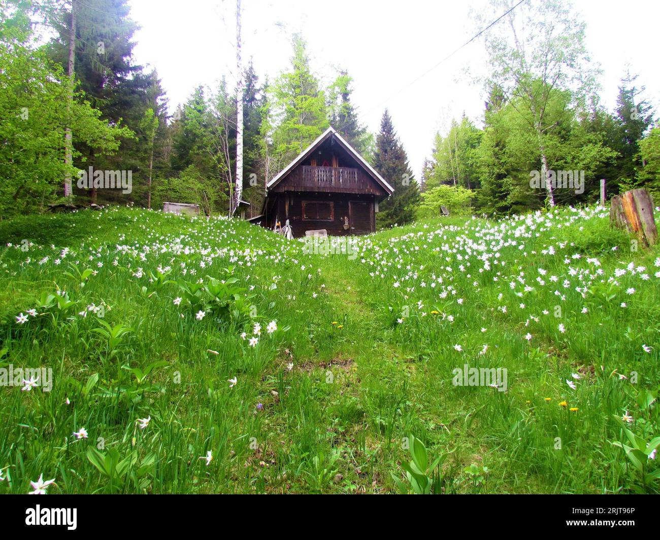 Wooden lodge at the top of slope covered in grass and white blooming ...