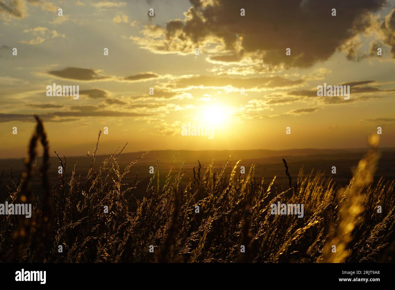 A scenic view of tall grass on a hill at golden hour Stock Photo - Alamy