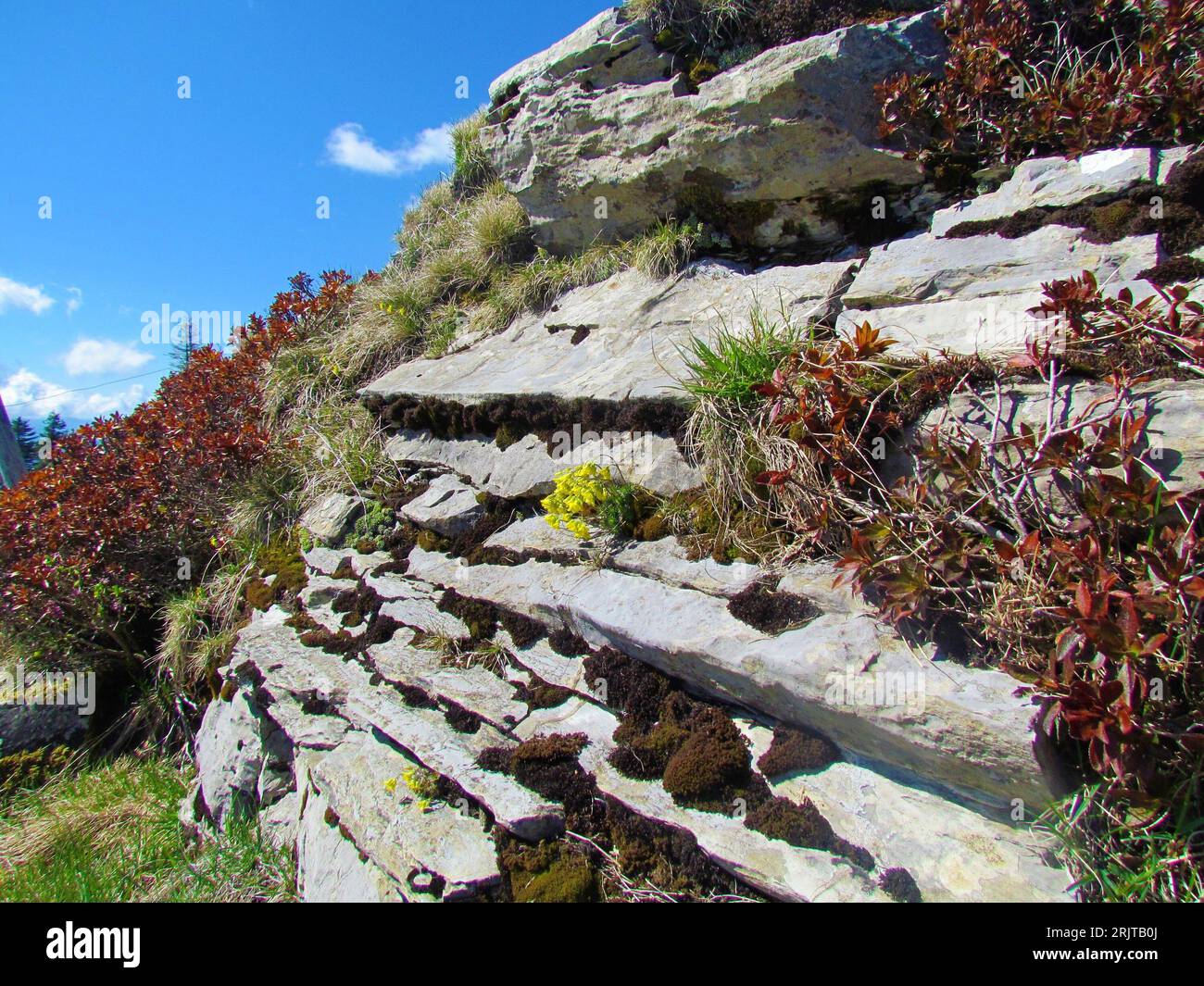Yellow flowers growing on a layered rock Stock Photo - Alamy