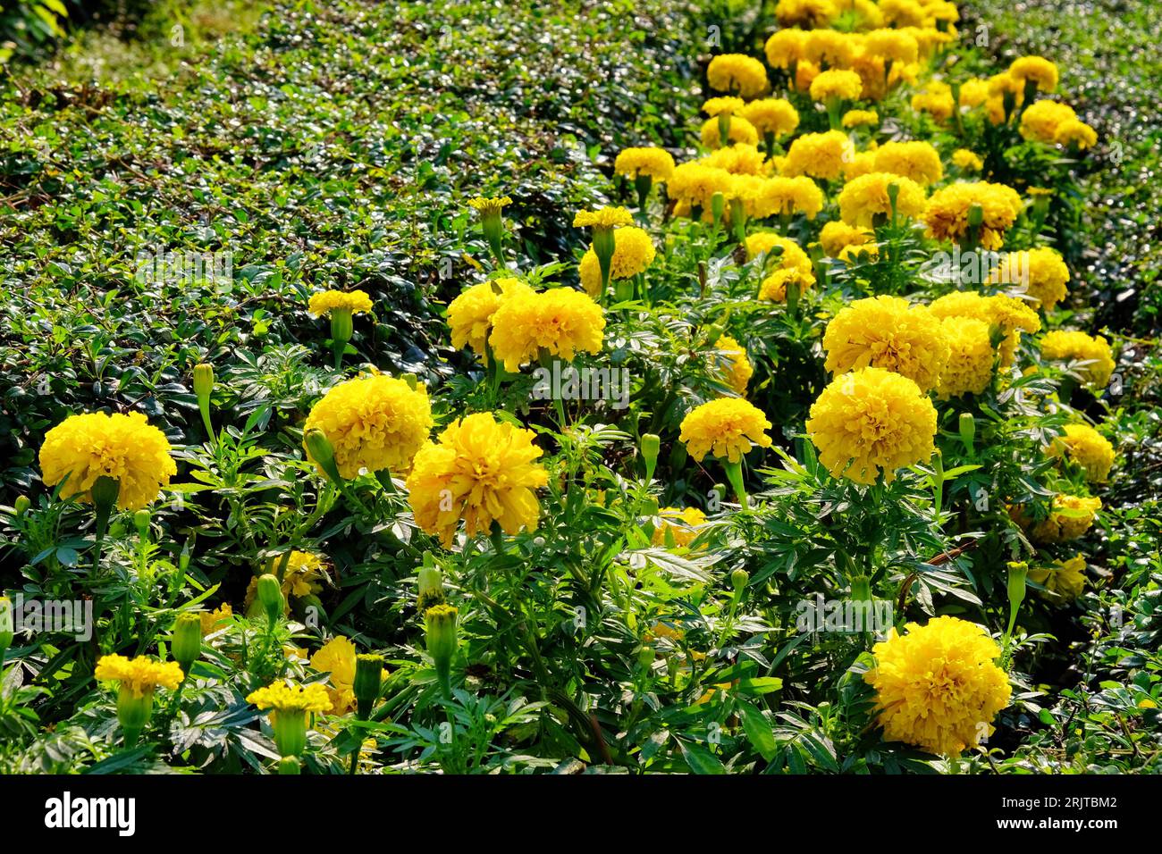 A flower bed with many yellow marigolds flowers, close-up. Stock Photo