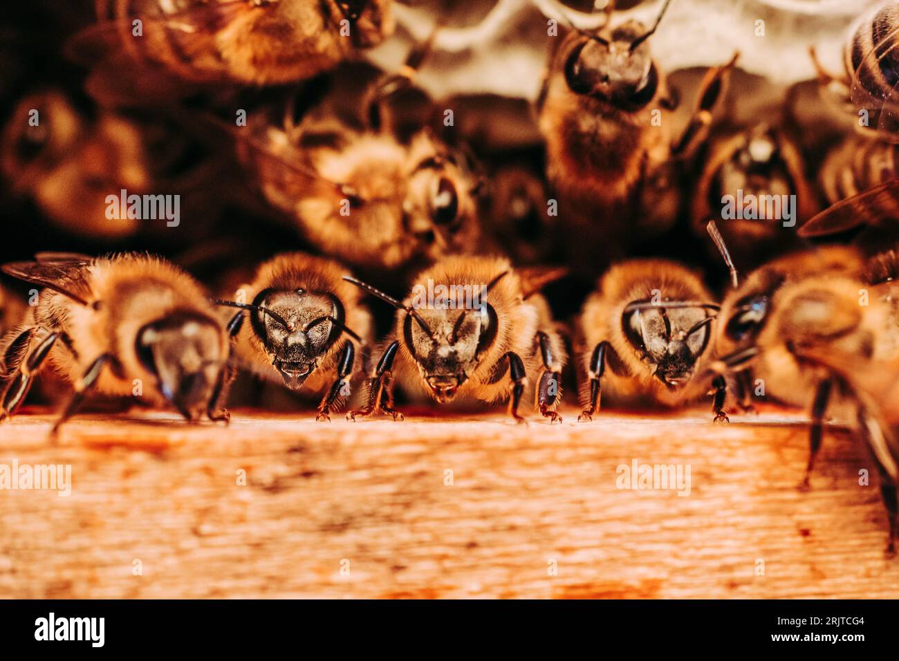 Multiple bees are pictured gathered in a group on a wooden beam in the