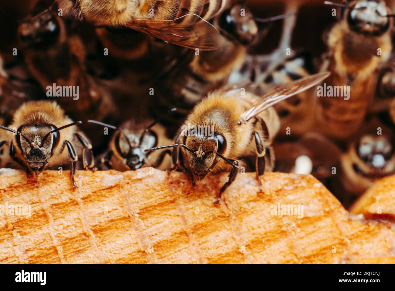 Busily harvesting hi-res stock photography and images - Alamy