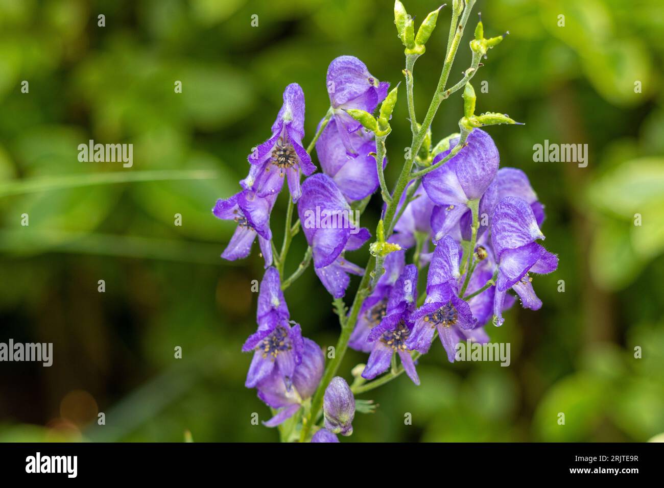 A close-up shot of a group of Rittersporn Delphinum flowers in full bloom, growing on a thin stem against a backdrop of a leafy bush Stock Photo