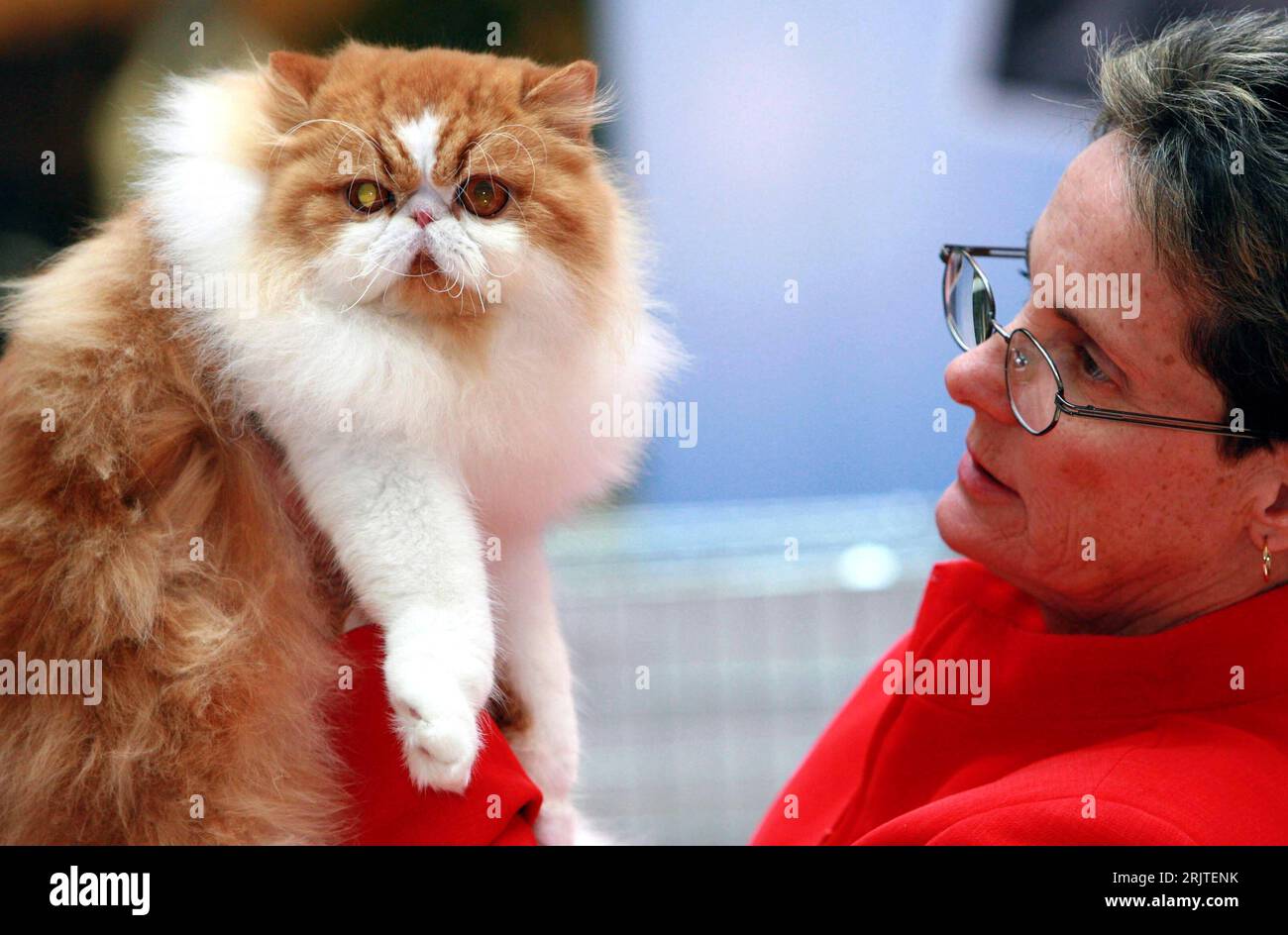 Bildnummer: 51639500  Datum: 06.01.2007  Copyright: imago/Xinhua Preisrichterin begutachtet eine Katze während der - 6. CFA (Cat Fanciers Association) Cat Show - in Peking PUBLICATIONxNOTxINxCHN, Tiere , Personen; 2007, Peking, Katzenschau, Messe, Messen, Rassekatze, Rassekatzen, Katzenrasse, Katzen, Wettbewerb, Wettbewerbe, Ausstellung, Ausstellungen, Jury, Haustier, Haustiere; , quer, Kbdig, Einzelbild, close, China,  , Stock Photo