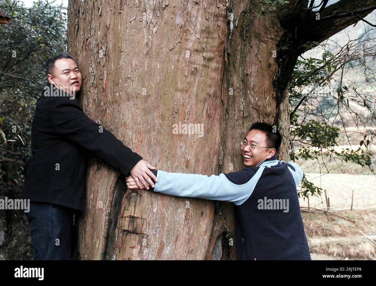 Bildnummer: 51639564 Datum: 31.12.2006 Copyright: imago/Xinhua Mnner  versuchen eine chinesische Eibe (Taxus Chinensis Var. Mairei) zu umarmen -  Ruyuan in China PUBLICATIONxNOTxINxCHN, Personen , Pflanzen , optimistisch;  2006, Ruyuan, Eiben, Baum, Bume,