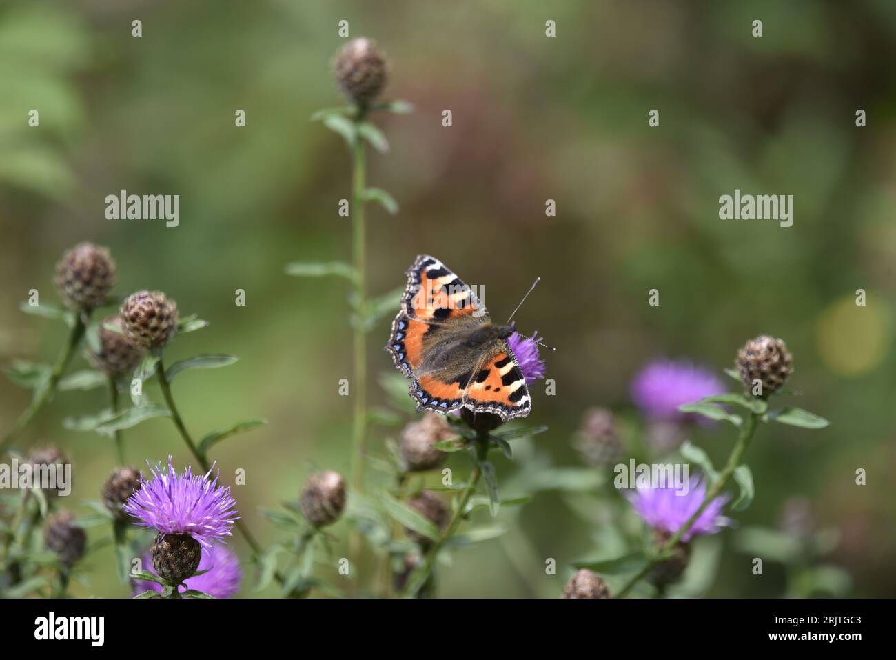 Centre Foreground Image of a Small Tortoiseshell Butterfly (Aglais urticae) on Purple Knapweed, against a Green Background, taken in Wales, in August Stock Photo