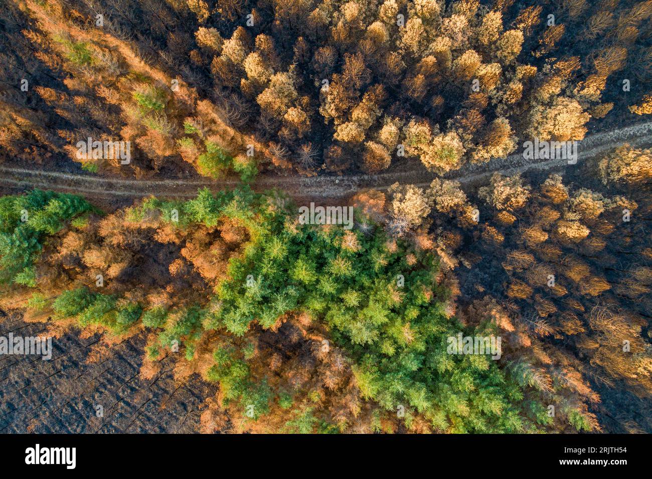 aerial view of a burned pine forest after a fire Stock Photo - Alamy