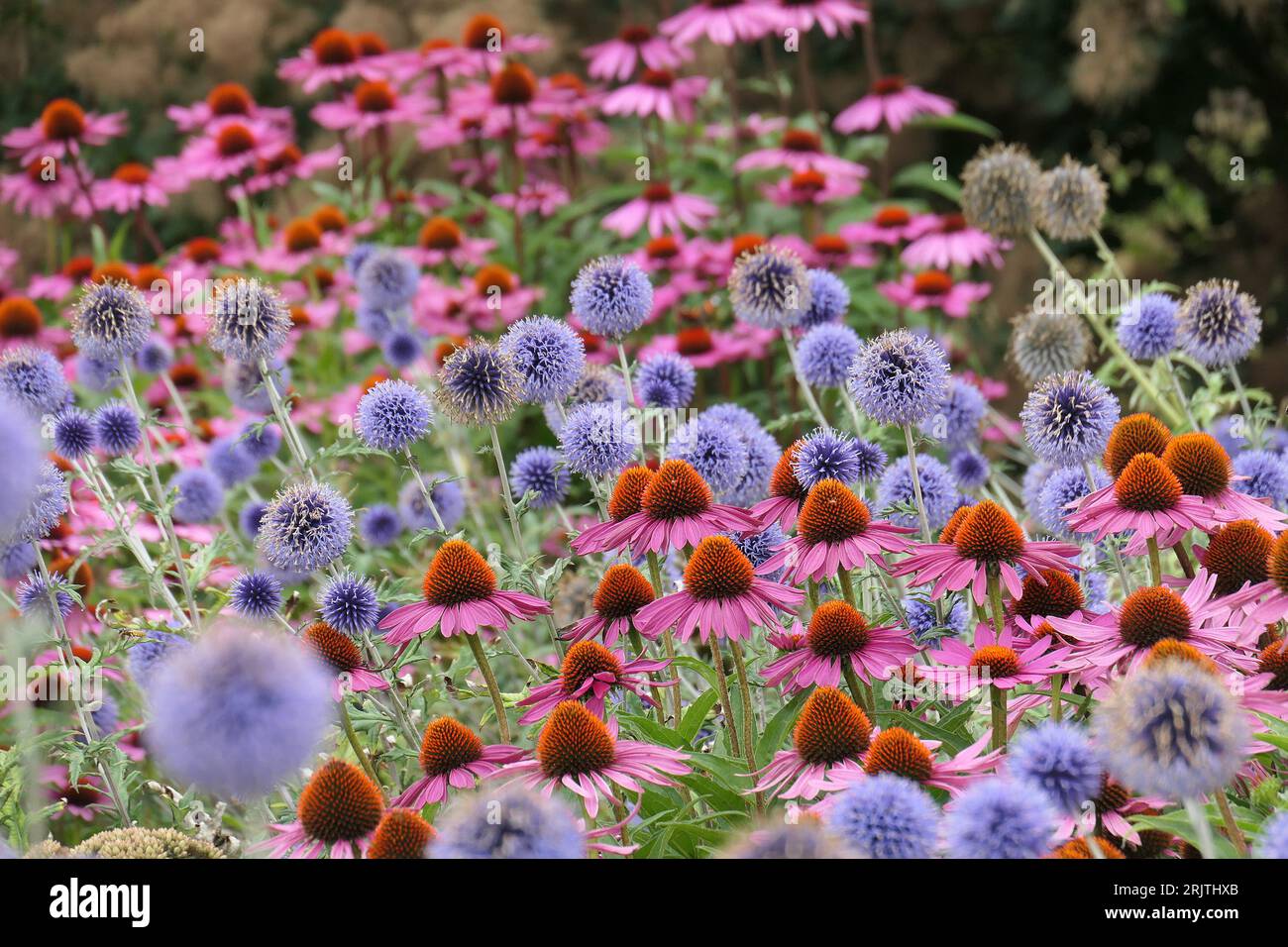 Closeup of the summer flowering planting combination of the herbaceous plants Echinacea purpurea and Echinops bannaticus blue globe garden border. Stock Photo