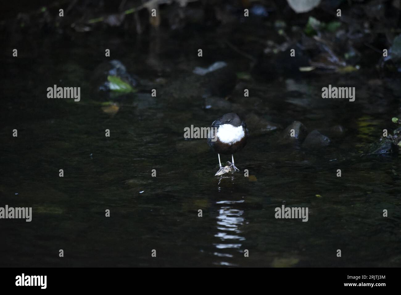 Low-Key Image of a White-Throated Dipper (Cinclus cinclus) Facing Camera with Head Turned to Left of Image, Perched at Water's Edge, taken in Wales Stock Photo