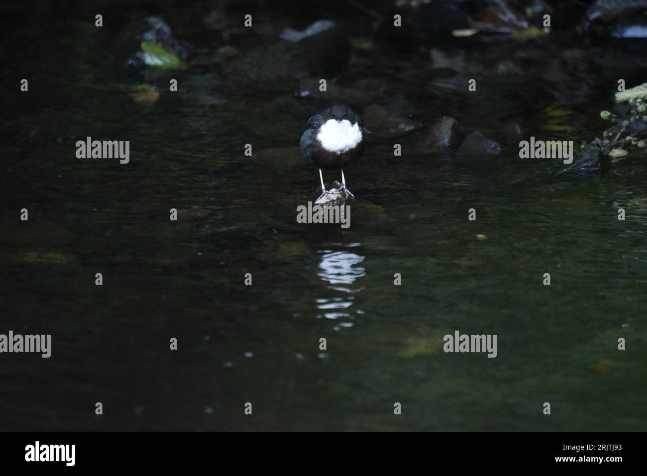 Low-Key Image of a White-Throated Dipper (Cinclus cinclus) Standing at Water's Edge of a River Bank in Wales, UK, Facing Camera, taken in August Stock Photo