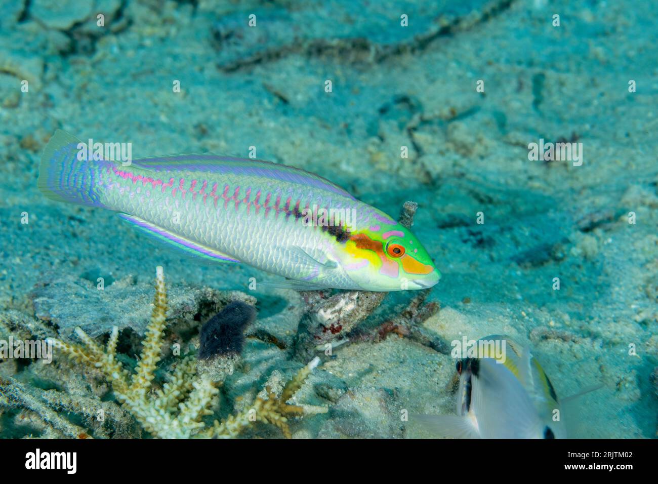 Zigzag wrasse halichoeres scapularis hi-res stock photography and ...