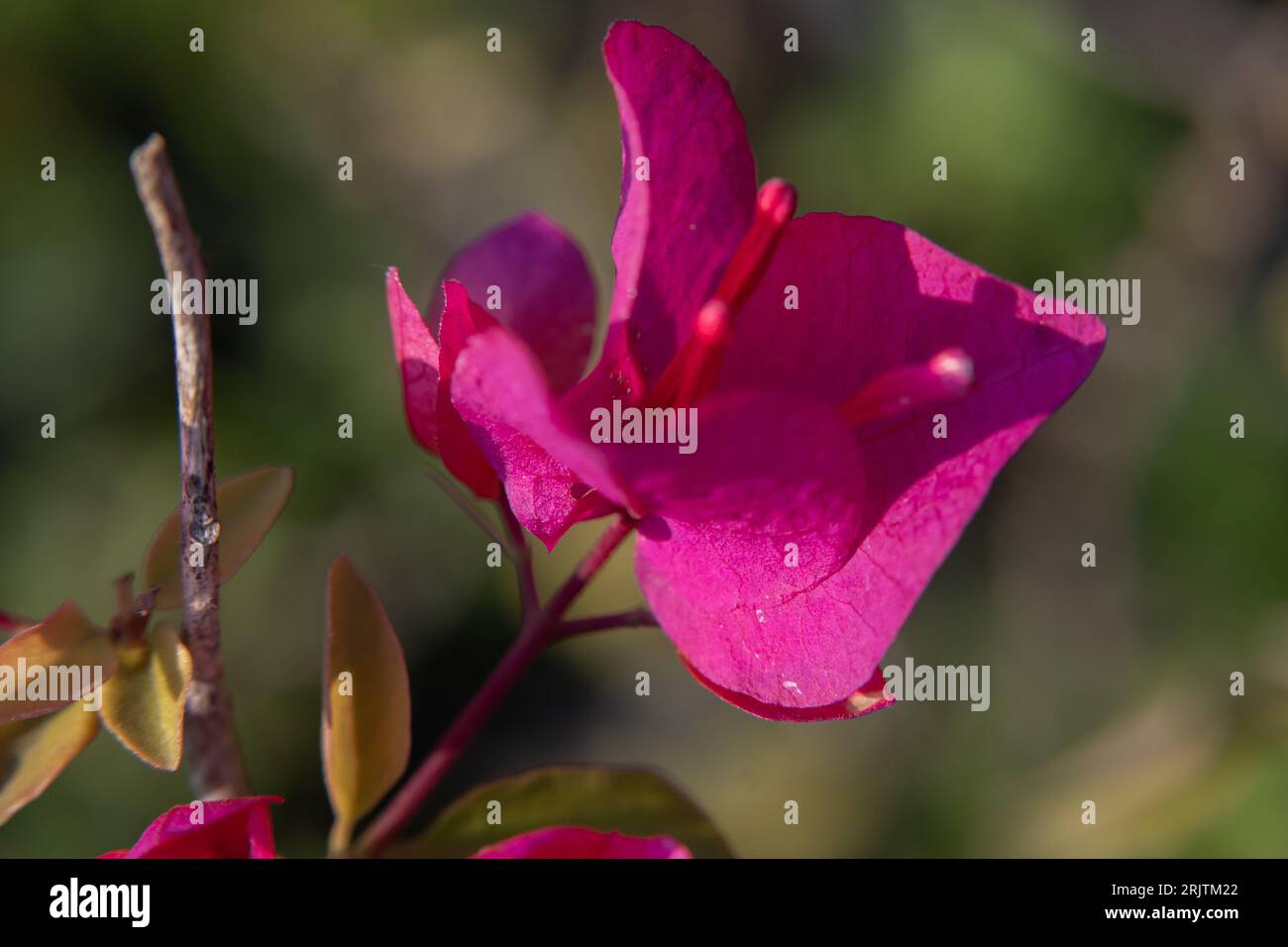 Bougainvillea is an evergreen climbing shrub Stock Photo Alamy
