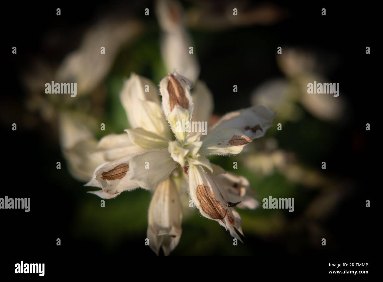 giant Lilly cardio crinum gigantean Stock Photo