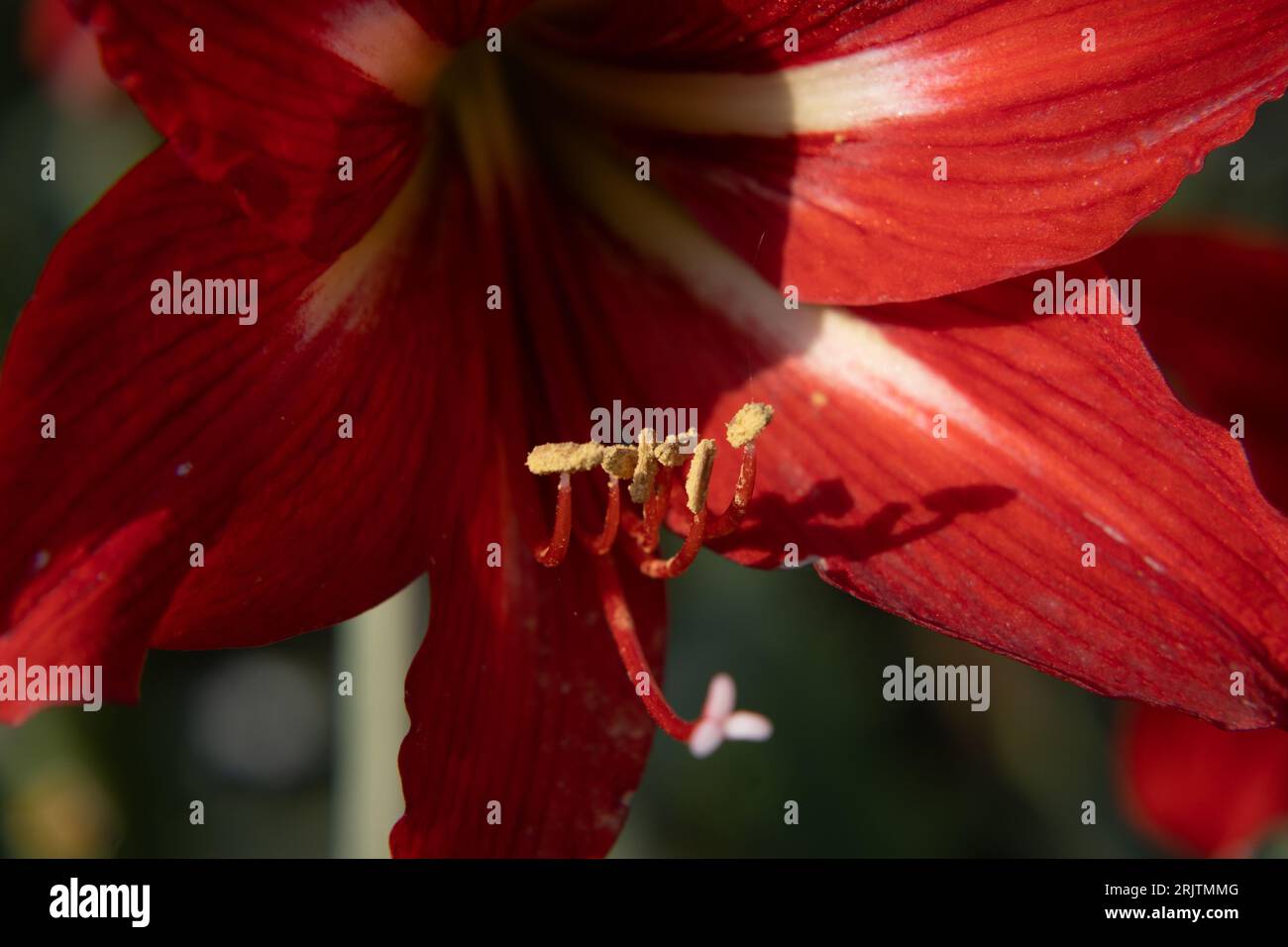 Selecttive ffocus hires stock photography and images Alamy