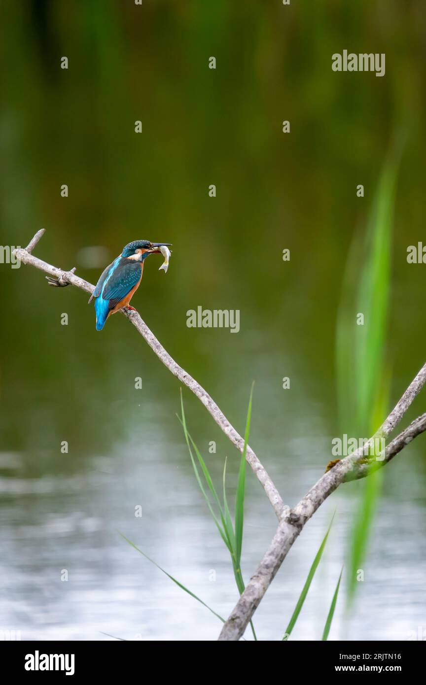 One blue and orange common kingfisher catching and eating fish. Alcedo atthis perching on branch. Eurasian kingfisher. River kingfisher in Switzerland Stock Photo