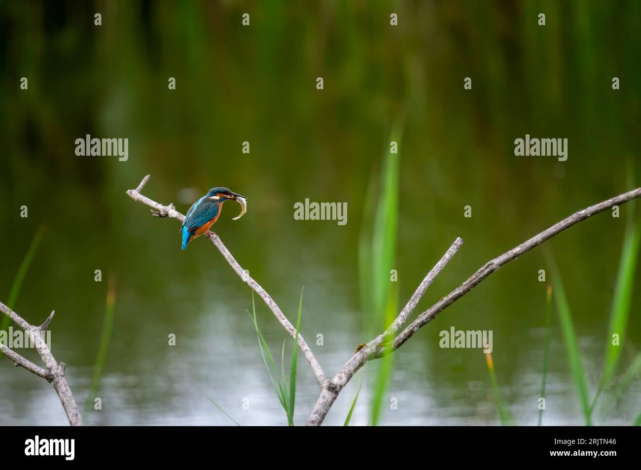 One blue and orange common kingfisher catching and eating fish. Alcedo atthis perching on branch. Eurasian kingfisher. River kingfisher in Switzerland Stock Photo