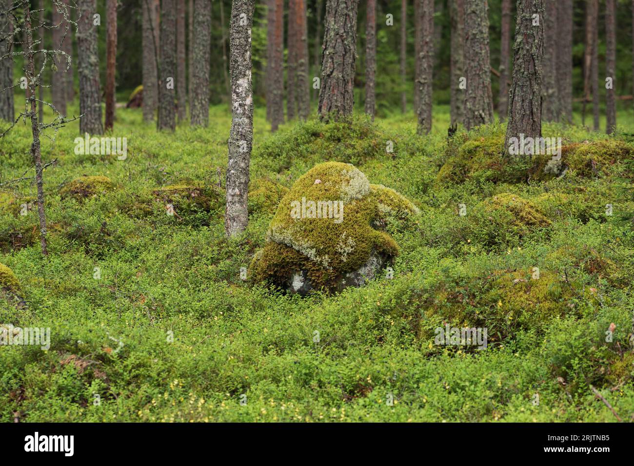 Boreal forest understory hi-res stock photography and images - Alamy