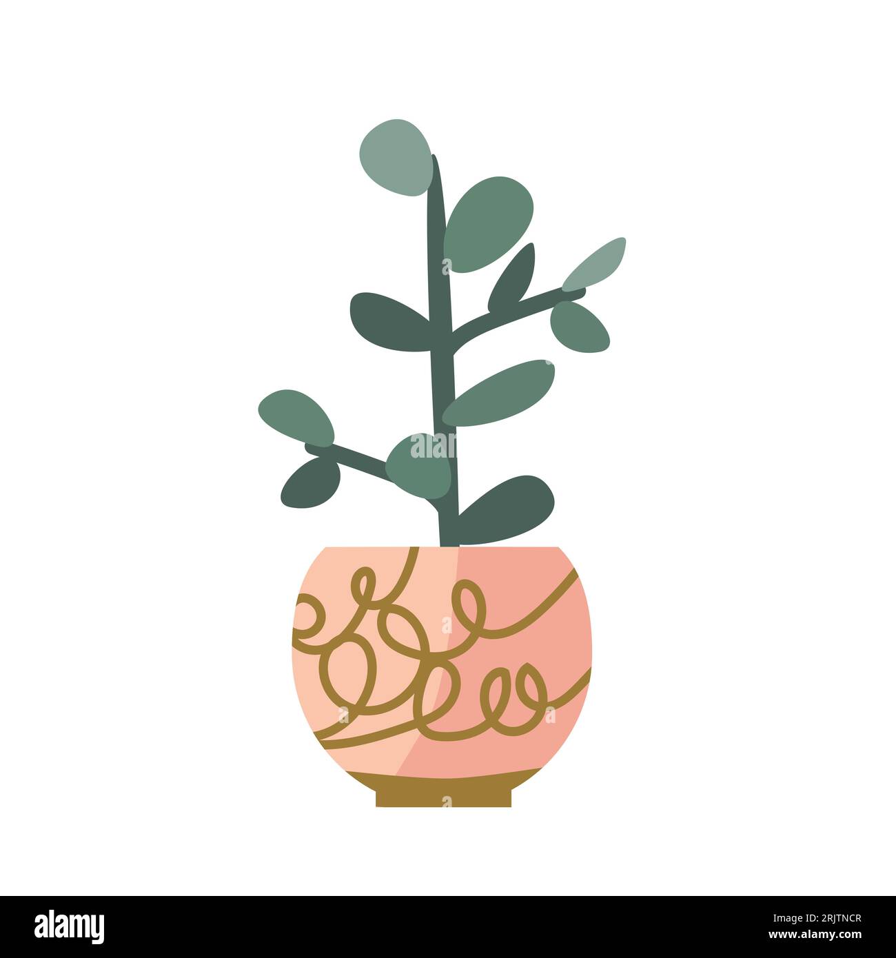 green succulent crassula or money tree housplant Stock Vector