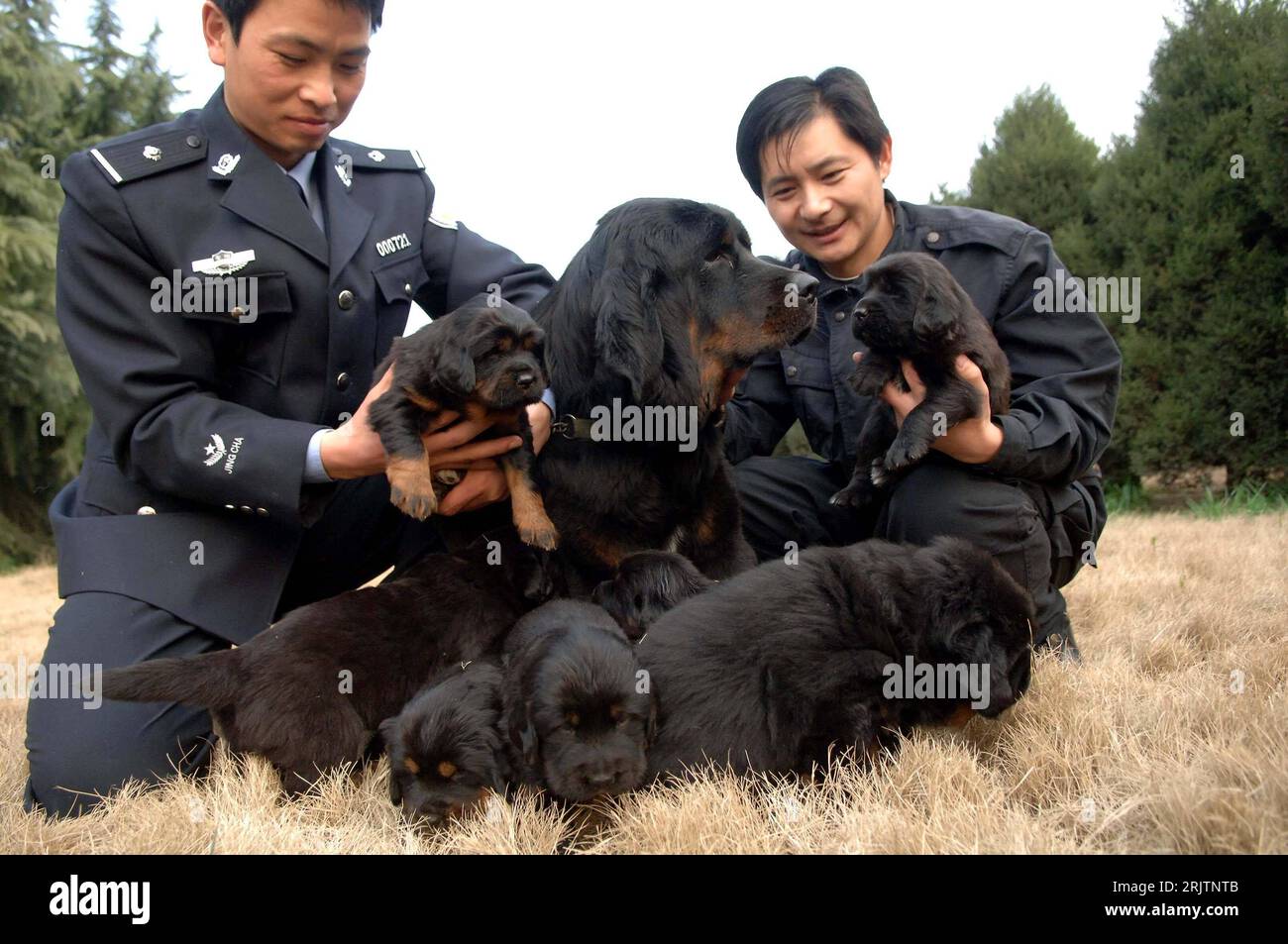 Bildnummer: 51737280  Datum: 25.02.2007  Copyright: imago/Xinhua Hundetrainer betreuen den Nachwuchs eines Tibetanischen Mastiffs in der Hundeschule von Hefei - PUBLICATIONxNOTxINxCHN, Personen , Tiere; 2007, Hefei, Provinz Anhui, Hund, Hunde, Mastiff, Junges, Jungtiere, Hundetraining, Hundeausbildung, Hundeausbilder, Ausbilder, Hundestaffel, Hundeschulen, Diensthund, Diensthunde, Muttertier; , quer, Kbdig, Gruppenbild, China,  , Stock Photo