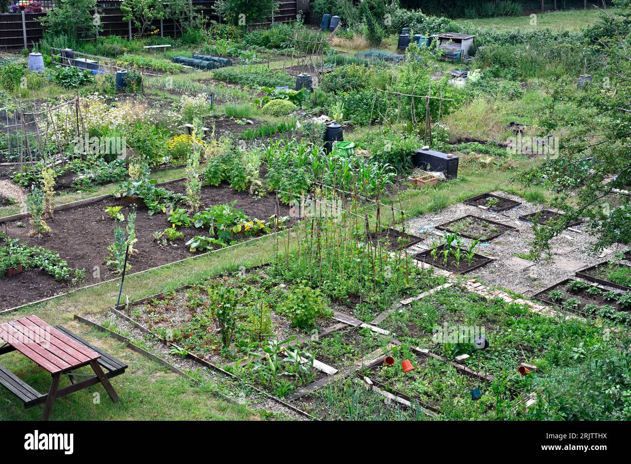 Allotment gardens overview with vegetable plants, North Somerset, UK Stock Photo