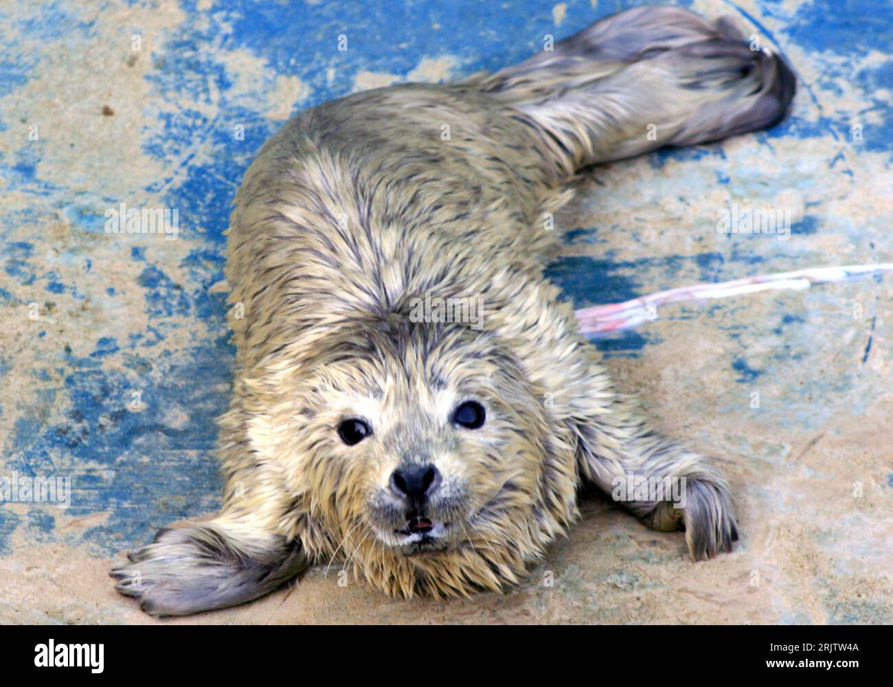 Bildnummer: 51773154 Datum: 28.02.2007 Copyright: imago/Xinhua Neugeborene  Sattelrobbe in einem Zoo in Penglai - China PUBLICATIONxNOTxINxCHN, Tiere;  2007, Penglai, Shandong ProvinceZoo, Zoos, Aquarium, Oceanarium, Tierpark,  Tierparks, Junges, Jungtier ..., image size:1300x1000