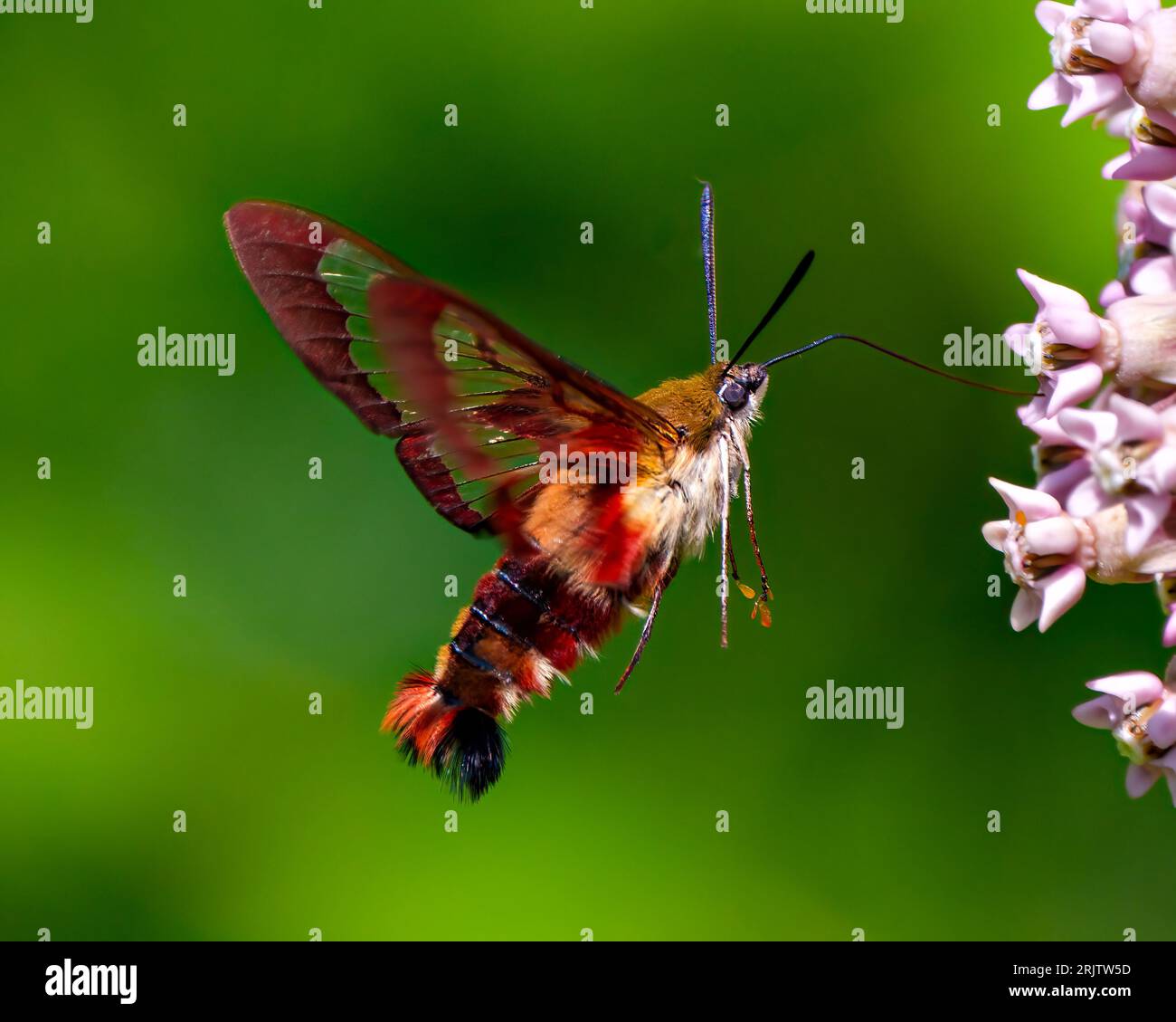 Hummingbird Clear wing Moth close-up side view fluttering over a milkweed plant and drinking nectar with a green background in its environment. Stock Photo