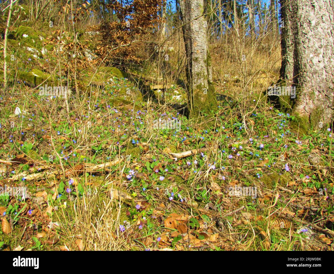 Spring wildgarden with blue blooming common hepatica, liverwort, kidneywort, pennywort (Anemone hepatica) and Hacquetia epipactis Stock Photo