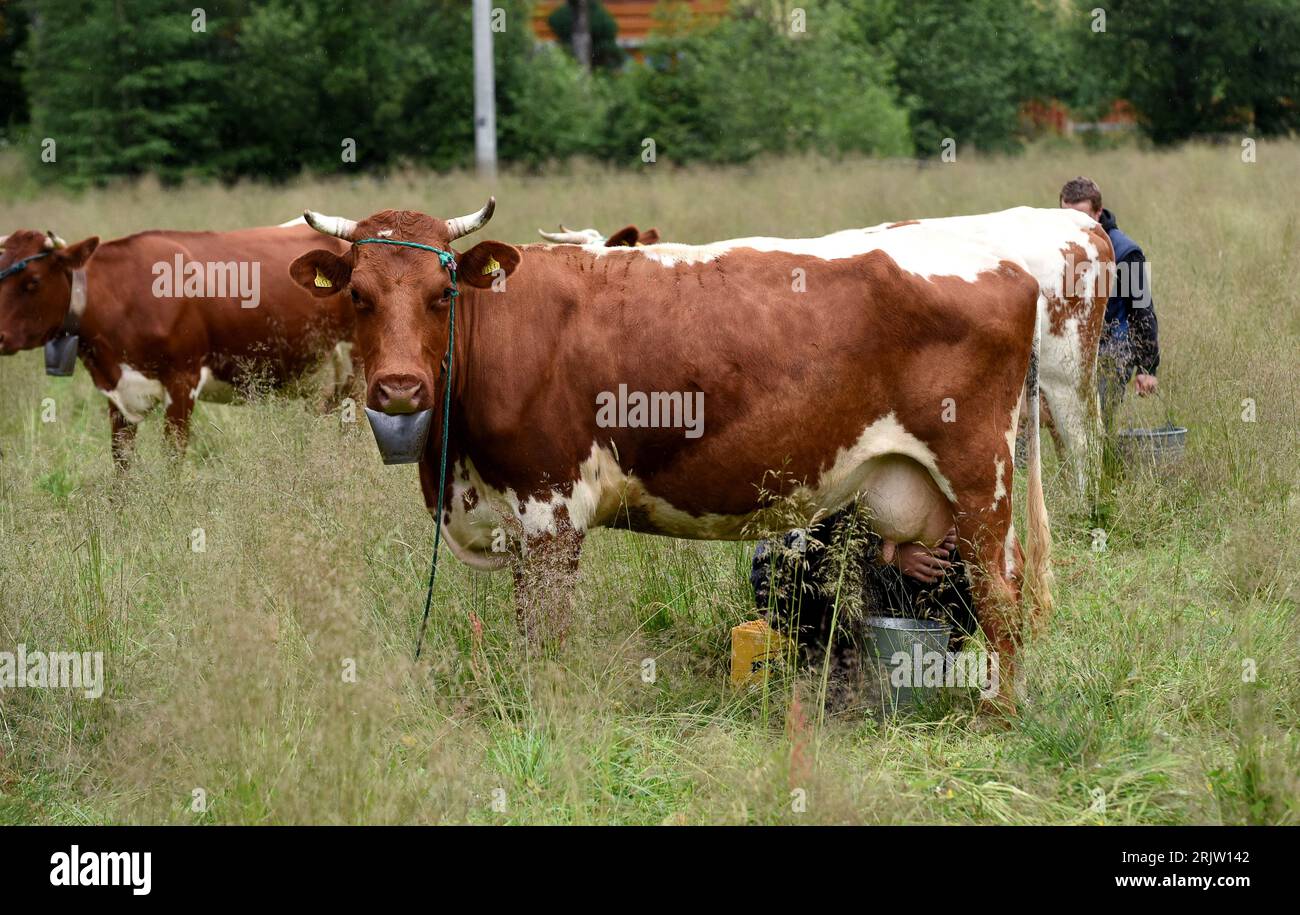 Polish dairy farmers milking cows by hand in the village Witow, Tatra County, near Zakopane, Poland. Stock Photo