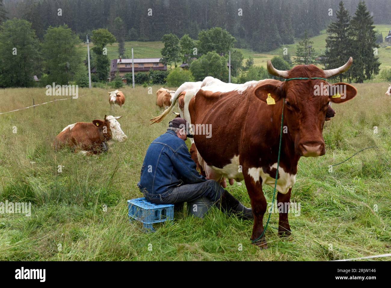 Polish dairy farmers milking cows by hand in the village Witow, Tatra County, near Zakopane, Poland. Stock Photo