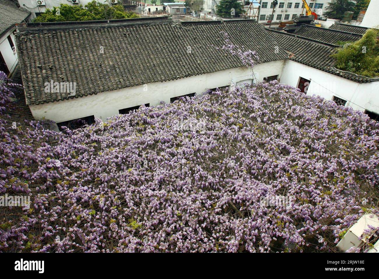 Bildnummer: 51813923  Datum: 05.04.2007  Copyright: imago/Xinhua Blühende Glyzinien in auf einem Dach in Suzhou, China PUBLICATIONxNOTxINxCHN, Gebäude, außen, Außenansicht , Pflanzen; 2007, Suzhou, Glyzinie, Blüte, Blüten, blühend, Dächer; , quer, Kbdig, Totale, China,  , Stock Photo