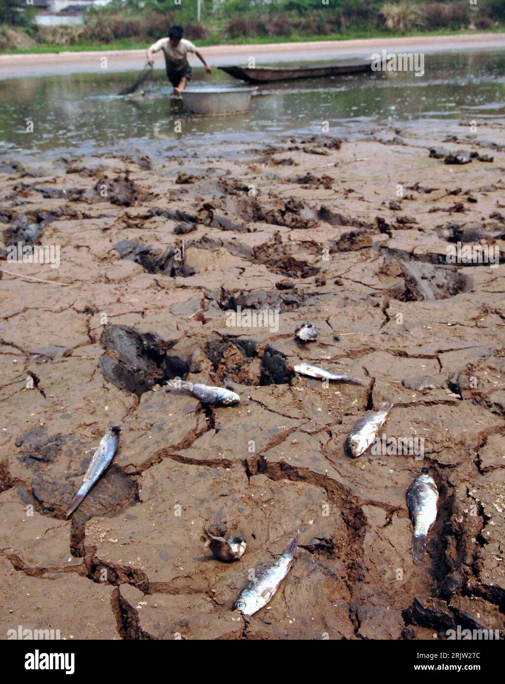 Bildnummer: 51824205  Datum: 29.03.2007  Copyright: imago/Xinhua Tote Fische an einem fast ausgetrockneten See in Chengdu - China - wegen anhaltender Dürre herrscht Wasserknappheit - PUBLICATIONxNOTxINxCHN, Objekte; 2007, Chengdu, Dürre, Trockenheit, Mangel, Wassermangel, Wasserknappheit, ausgetrocknet, trocken, tot, toter, Fisch, Fischsterben; , hoch, Kbdig, Gruppenbild, China,  , , , o0 Wetter Stock Photo