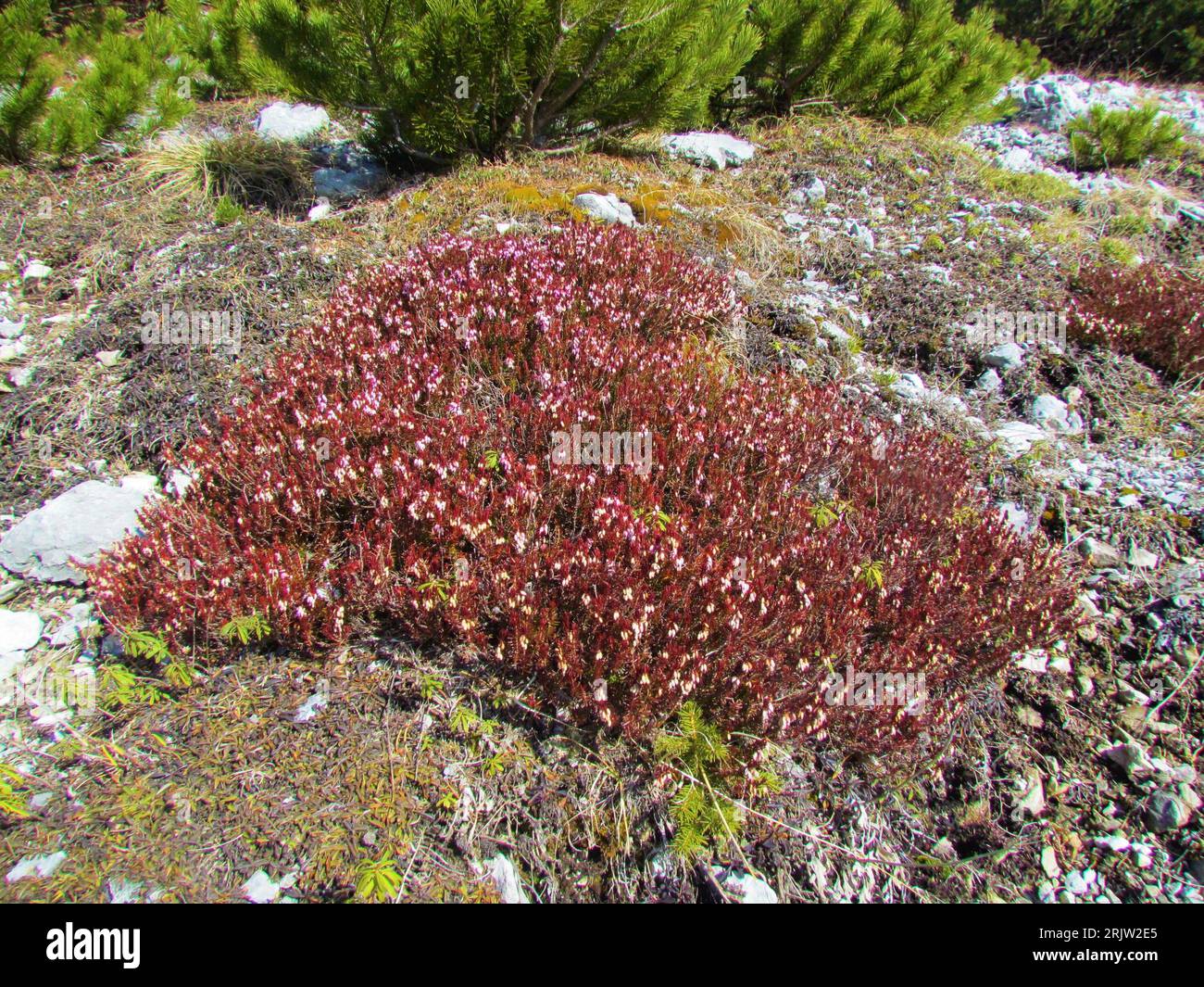 Close up of pink flowering winter heath, winter-flowering heather, spring heath, alpine heath (Erica carnea) Stock Photo