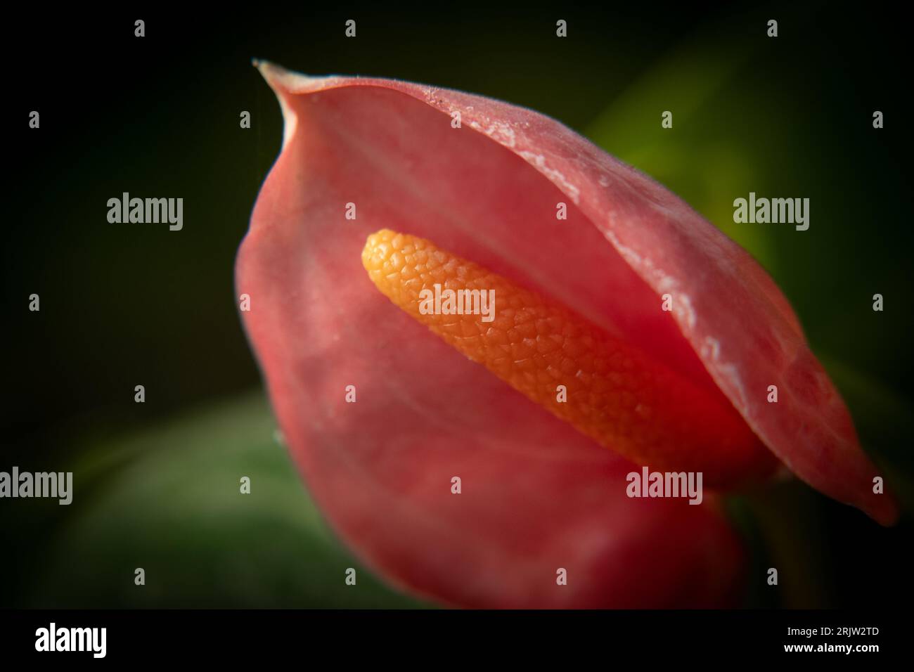 Prenaient hi-res stock photography and images - Alamy