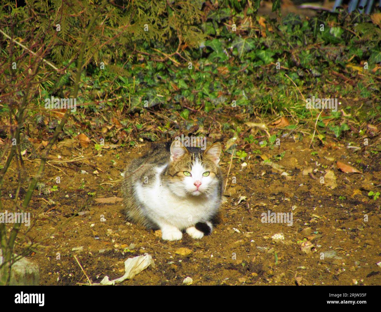 Cautious white and grey cat with bright green eyes Stock Photo