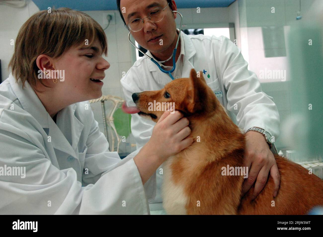 Bildnummer: 51835394 Datum: 23.04.2007 Copyright: imago/Xinhua Tierärzte  untersuchen einen Hund im Tierkrankenhaus in Wuxi - China -  PUBLICATIONxNOTxINxCHN, Personen , Tiere; 2007, Wuxi, Hunde, Säugetiere,  Tierarzt, Tiermedizin, Krankenhaus ..., image size:1300x955