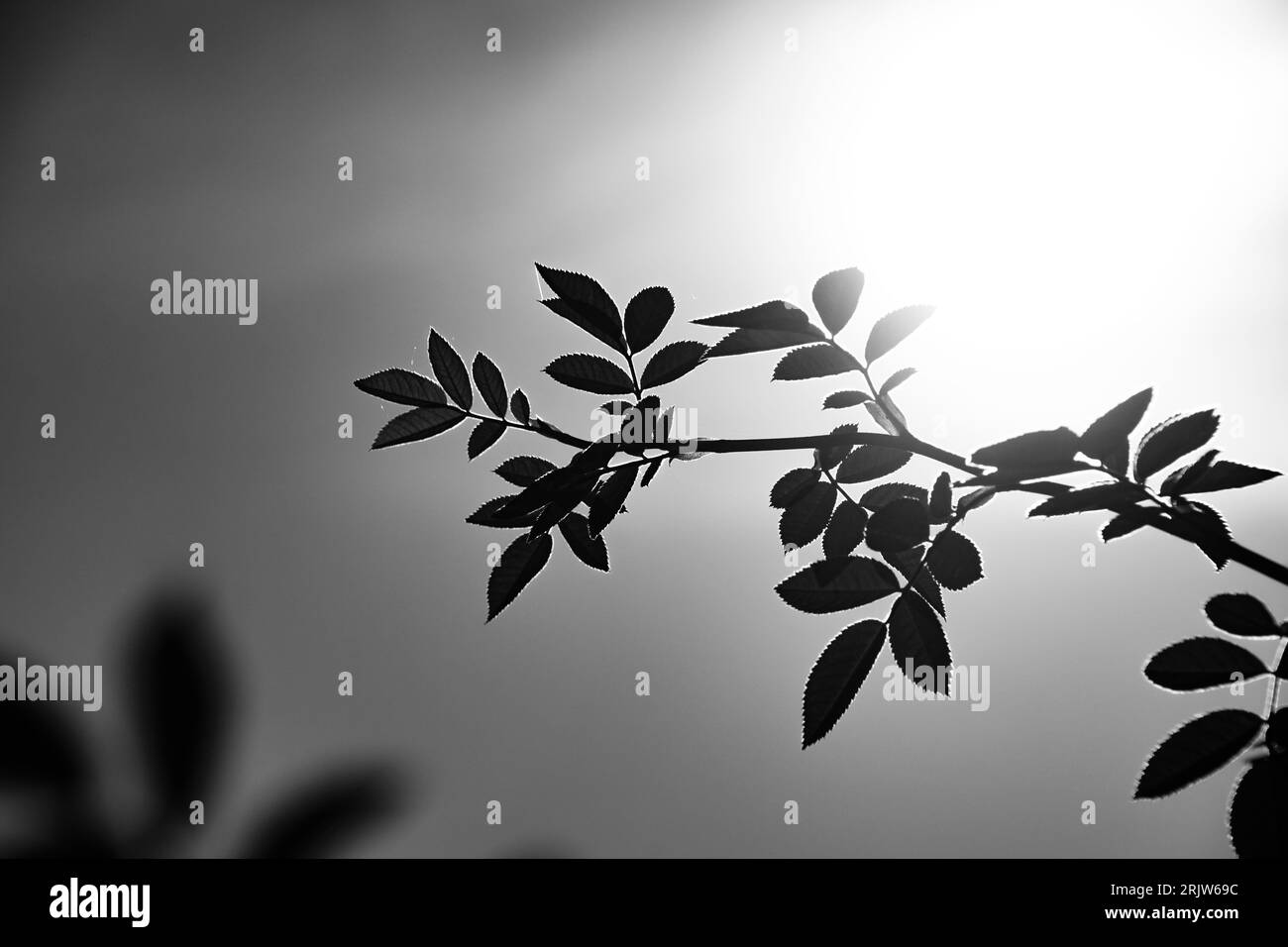 Low angle landscape summer Black and White Stock Photos Images Alamy