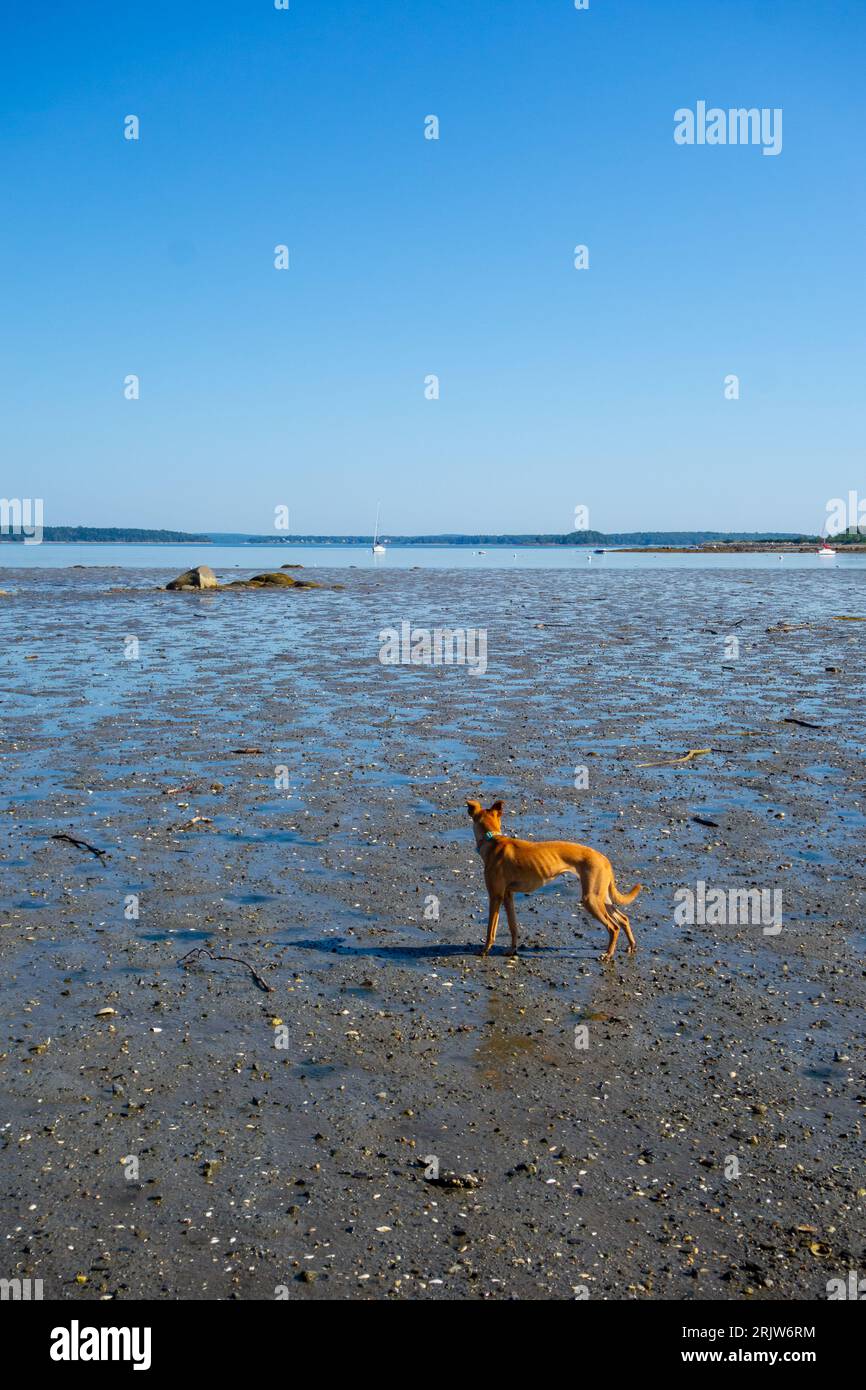 Tan, medium sized dog on the beach during low tide in Harpswell, Maine