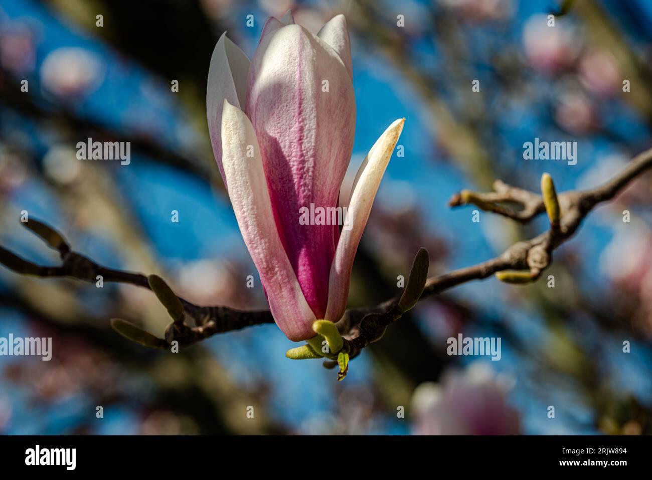 Magnolia flowering time, close-up photography Stock Photo