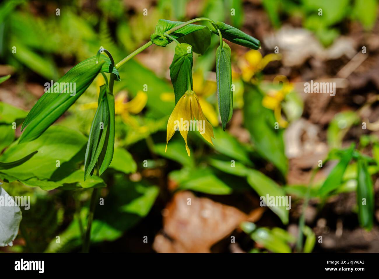 The large-flowered bellwort or merrybells Stock Photo