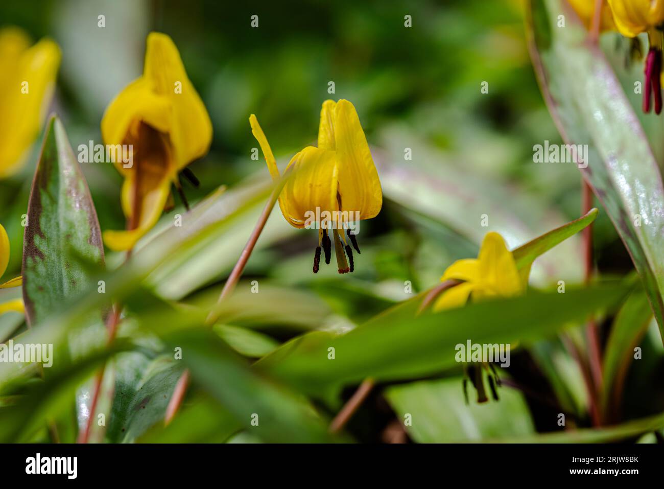 Trout lily flower in the city park Stock Photo