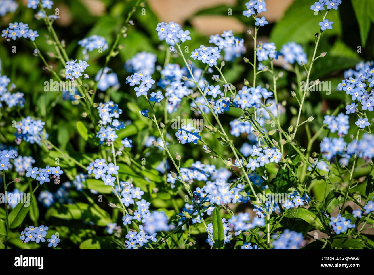 Forget-Me-Nots flowers in the garden Stock Photo