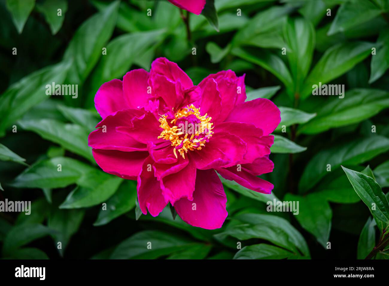 Red peony flowers in the garden Stock Photo