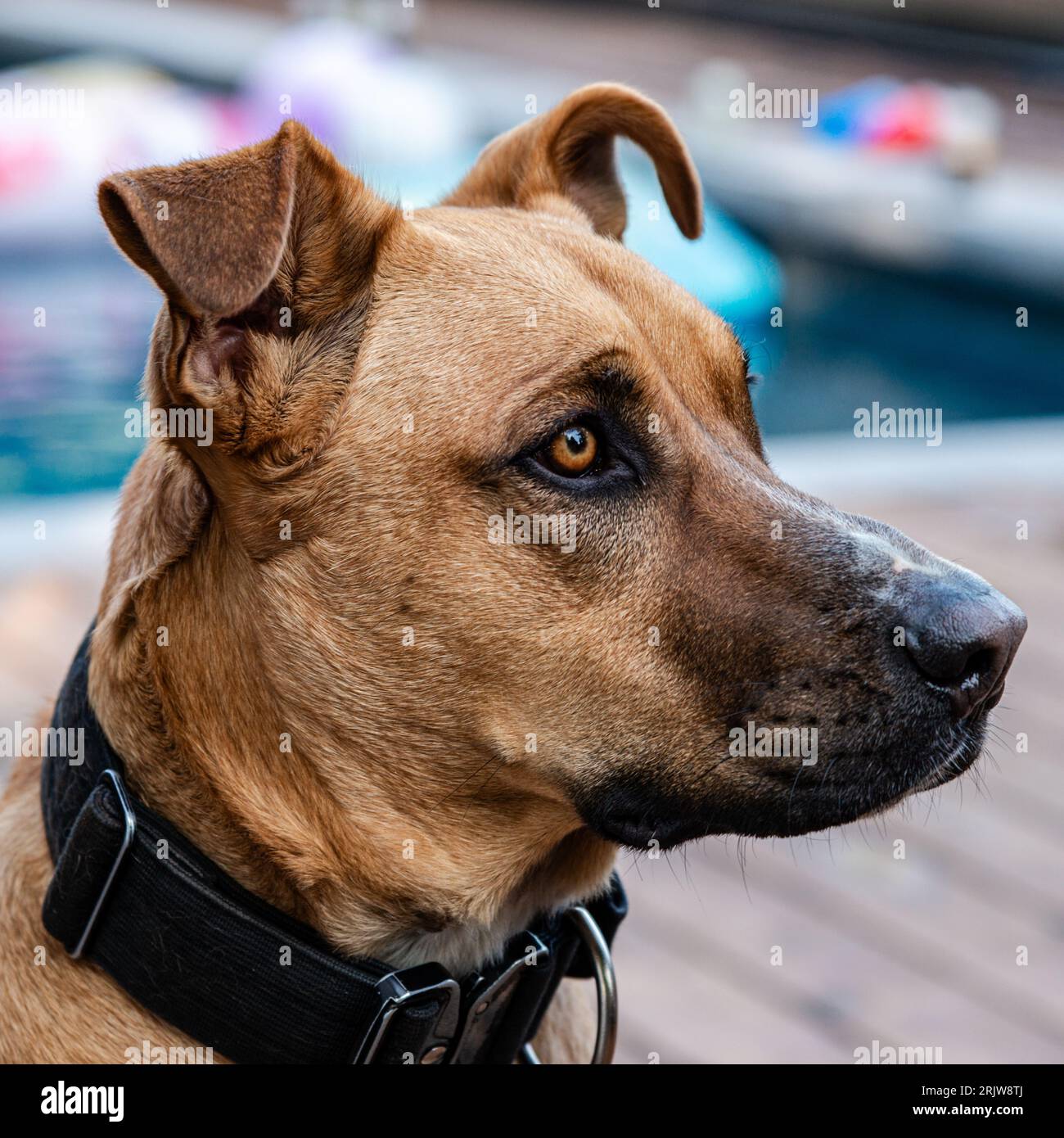 The dog looks to its owner and waits for orders Stock Photo