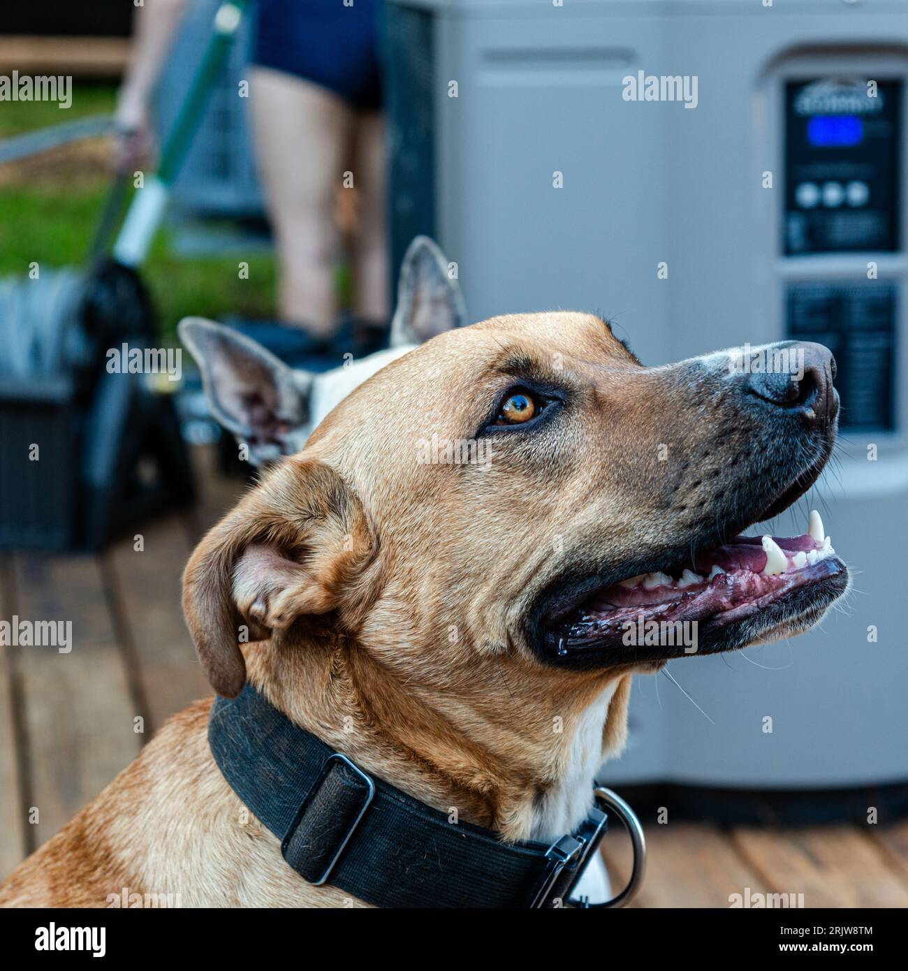 The dog looks to its owner and waits for orders Stock Photo