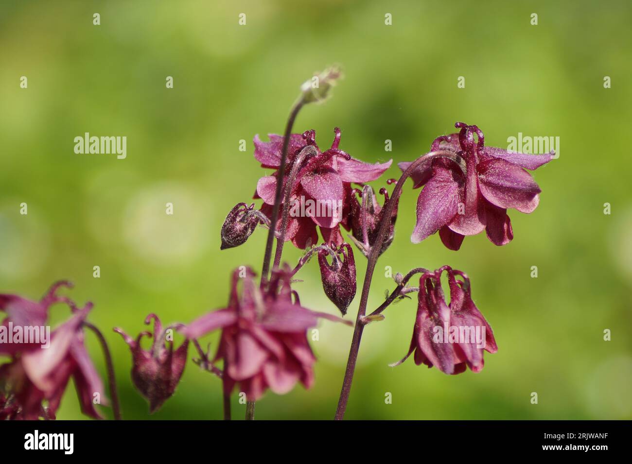 Close-up, macro of the flowers of a columbine Aquilegia vulgaris Stock Photo