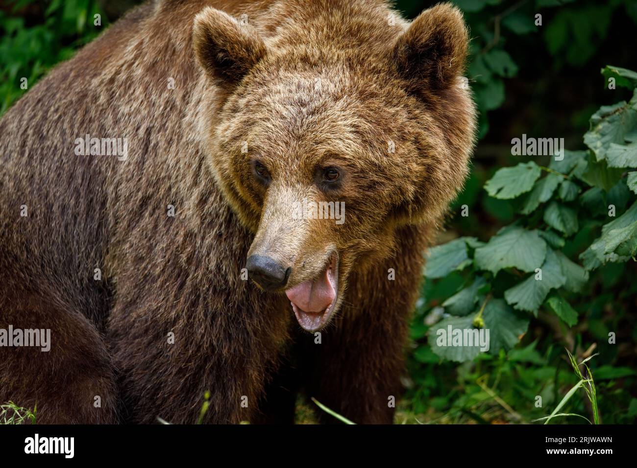 European Brown Bear in the Carpathians of Romania Stock Photo