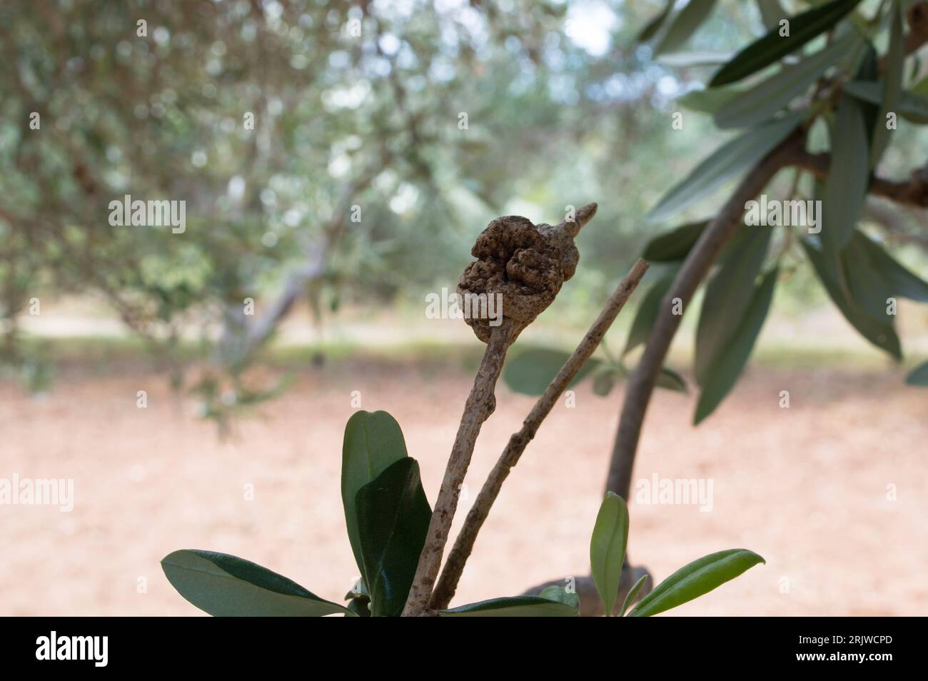 Close up of bump on the infected olive tree branch, olive knot disease caused by the pathogen Pseudomonas savastanoi, Olea Europea in Dalmatian area, Stock Photo