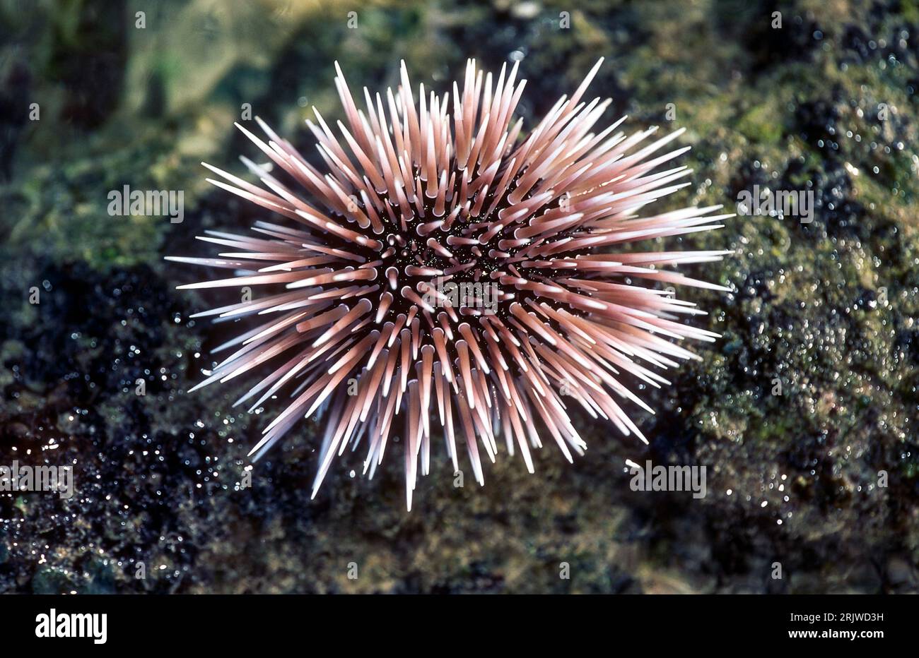 Burrowing sea urchin (Echinometra mathaei) from Rarotonga, Cook Islands. Stock Photo