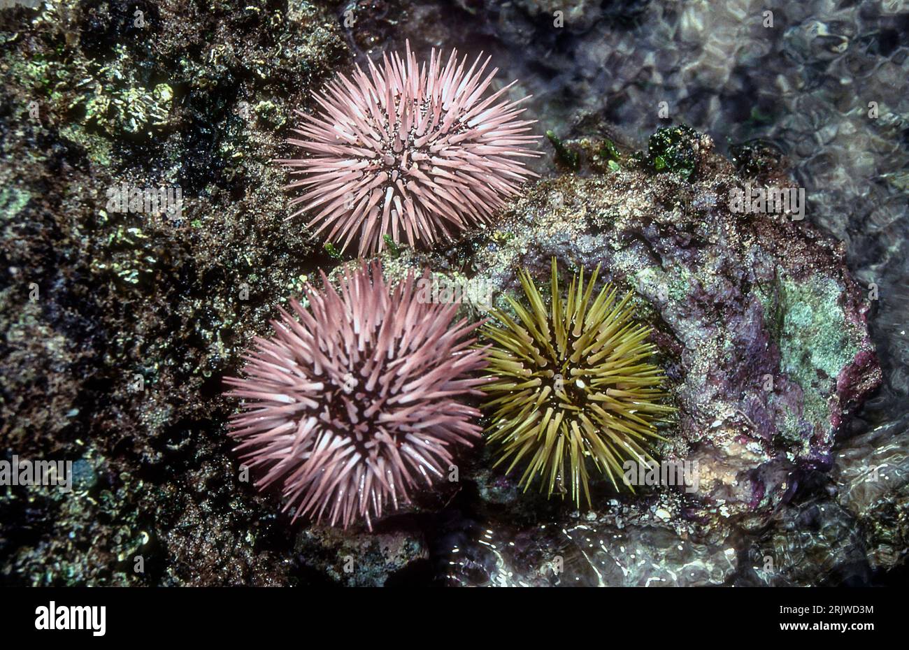 Burrowing sea urchins (Echinometra mathaei) from rarotonga, Cook Islands. Stock Photo